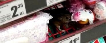 Imagini șocante surprinse într-un supermarket din România