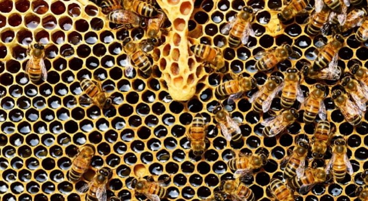 beneficii tinctura propolis