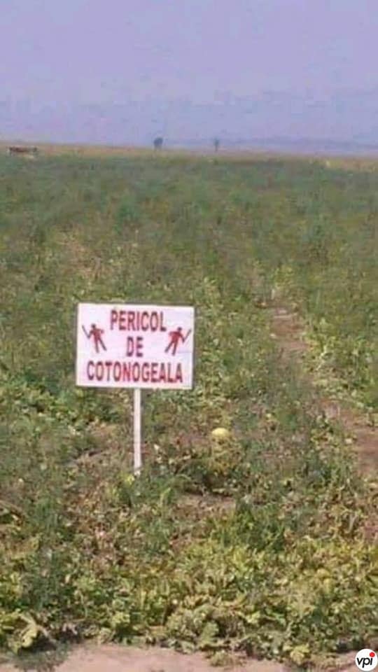 fructe piata