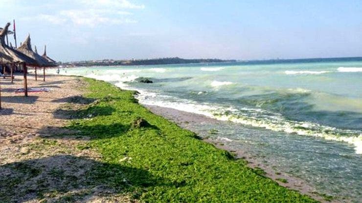 Plajele de pe litoralul românesc, invadate de alge
