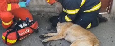 Câine salvat din incendiu de un pompier din București