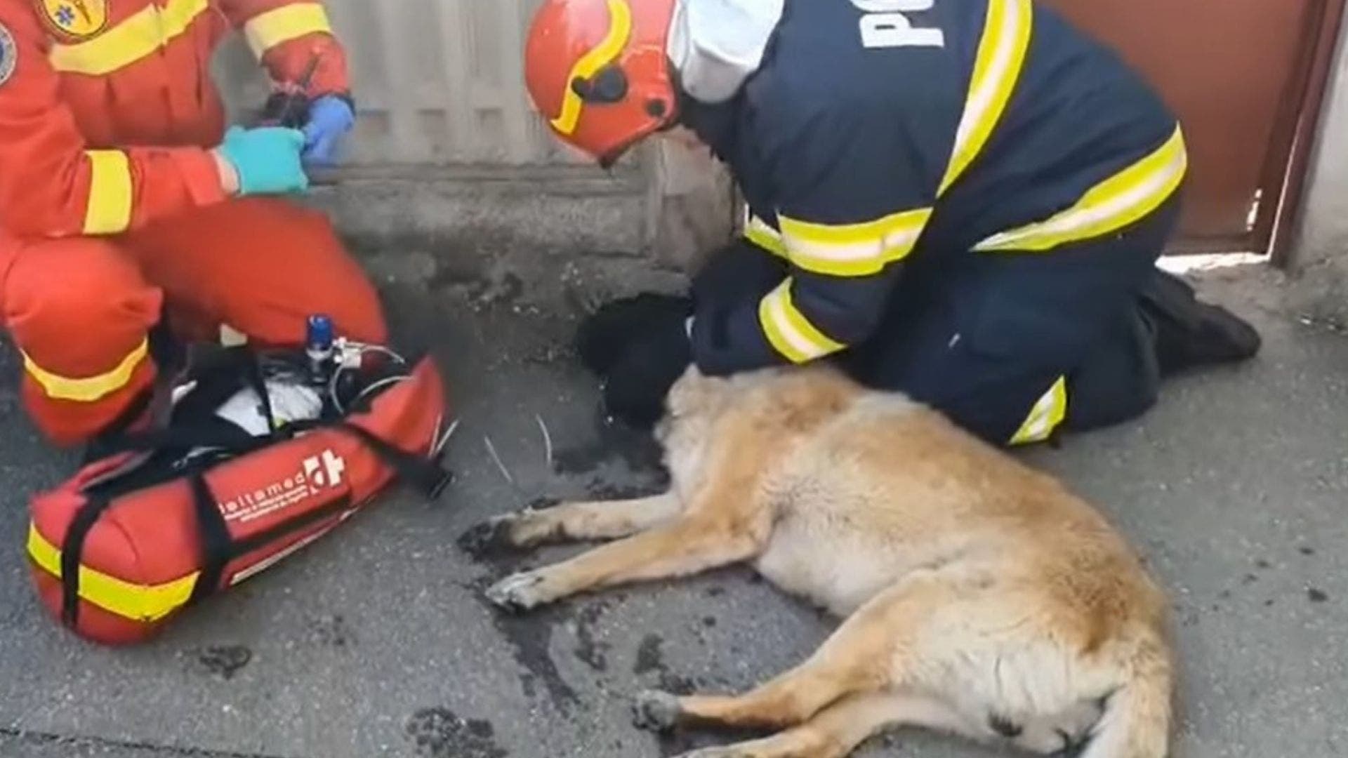 Câine salvat din incendiu de un pompier din București