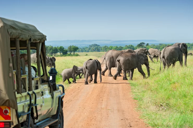 Cât costă să pleci într-un safari în Africa. Preț pentru două persoane 25 cat costa o vacanta in Africa