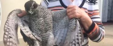 inchisoare pentru ca a omorat un uliu