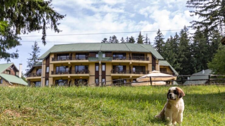 Discuție haioasă între proprietarul unui hotel din Brașov și un ieșean. Ce răspuns a primit după ce l-a întrebat dacă poate să își ia câinele cu el în vacanță 25 Discuție haioasă între proprietarul unui hotel din Brașov și un ieșean