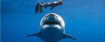 Ce nu trebuie să faci pentru a nu atrage rechinii în Egipt