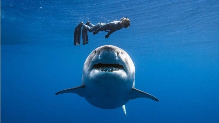 Ce nu trebuie să faci pentru a nu atrage rechinii în Egipt