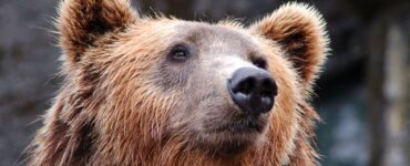 Turistă din Bucureşti, amendată după ce a fost surprinsă hrănind un urs