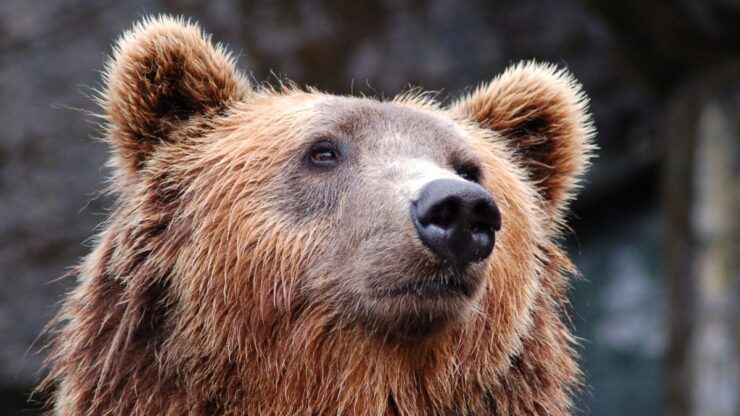 Ce pățești dacă hrănești un animal sălbatic! Amendă destul de mare pentru o femeie din București care a hrănit un urs. Cât a plătit pentru gestul ei 25 Turistă din Bucureşti, amendată după ce a fost surprinsă hrănind un urs