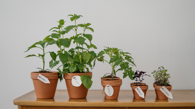 Plante care îți curăță plămânii și îți vindecă afecțiunile respiratorii 25 Plantele care te țin departe de sărăcie și de ghinion
