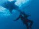 Acuzaţii grave în cazul româncei ucise de rechin în Egipt