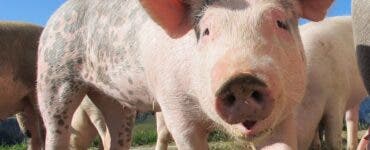 Un fermier susține că porcii lui sunt fericiți când aud muzică. Cercetătorii investighează acum cazul