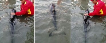 Un pui de delfin a eşuat pe plaja de la Mamaia.