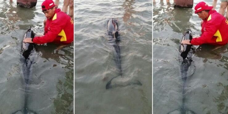 Un pui de delfin a eşuat pe plaja de la Mamaia.