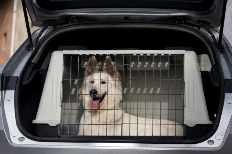 5 metode prin care poți să transporți animale cu mașina complet legal
