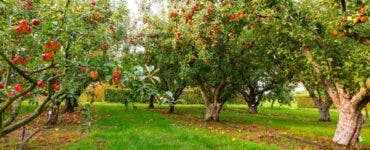 Ce să pui la rădăcina pomilor fructiferi, ca să facă zeci de kilograme de fructe? Secretul la care apelează doar grădinarii de top