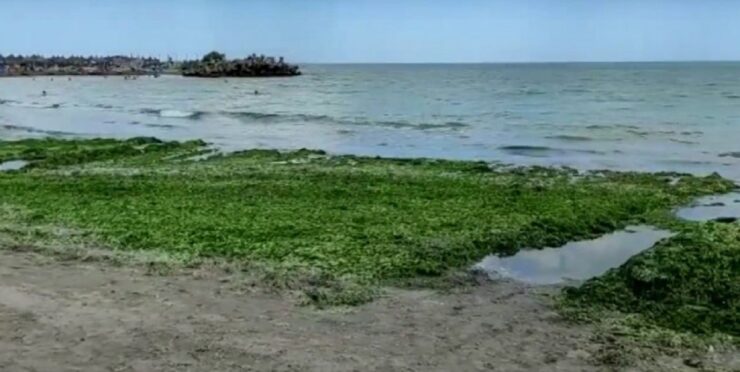 alge pe plaja Saturn