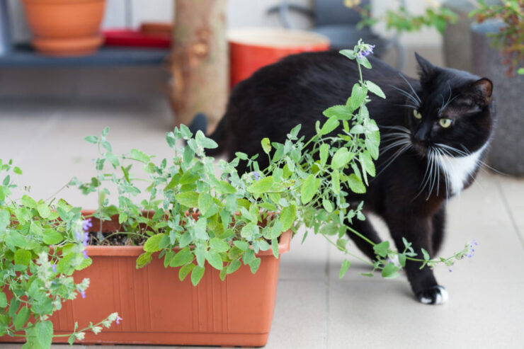 Cum arată planta pe care orice pisică o adoră. Tocmai acum s-a aflat cu adevărat de ce felinele sunt atrase de ea! 25 iarba matei