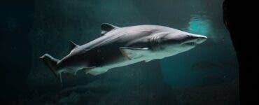 Stare de alertă printre turiștii din Grecia. Un rechin a fost fotografiat la câțiva metri de țărm