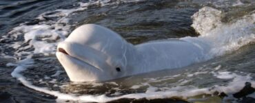 În luna mai, o balenă ucigașă a fost găsită moartă după ce a înotat în susul râului Sena, în regiunea Normandia. Planul de a ghida orca înapoi în mare folosind stimuli sonori a eșuat, iar experții au tras ulterior concluzia că era grav bolnavă. De asemenea, în 2019, o balenă moartă a fost găsită în râul Tamisa, lângă Gravesend, conform oficialilor britanici.