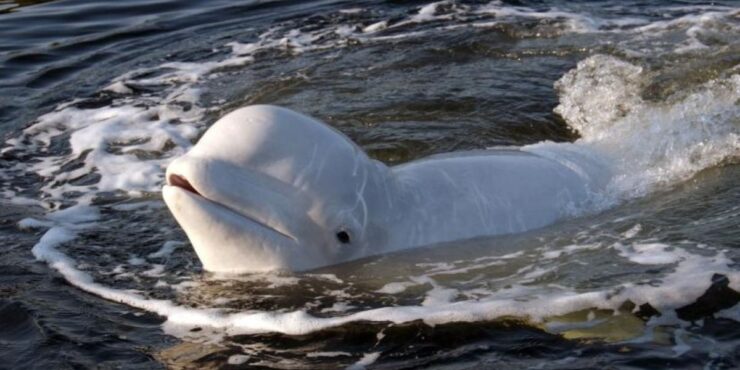 VIDEO Imagini inedite. O balenă Beluga înoată în râul Sena. Autoritățile din Franța sunt debusolate 25 În luna mai, o balenă ucigașă a fost găsită moartă după ce a înotat în susul râului Sena, în regiunea Normandia. Planul de a ghida orca înapoi în mare folosind stimuli sonori a eșuat, iar experții au tras ulterior concluzia că era grav bolnavă. De asemenea, în 2019, o balenă moartă a fost găsită în râul Tamisa, lângă Gravesend, conform oficialilor britanici.