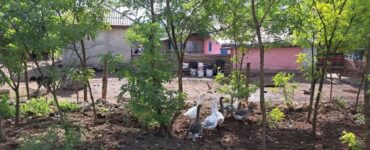 Satul din România unde se dau case gratis. Cui a fost deja dăruită prima dintre locuințe