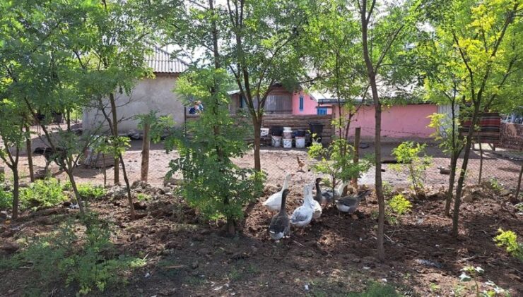 casa gratis