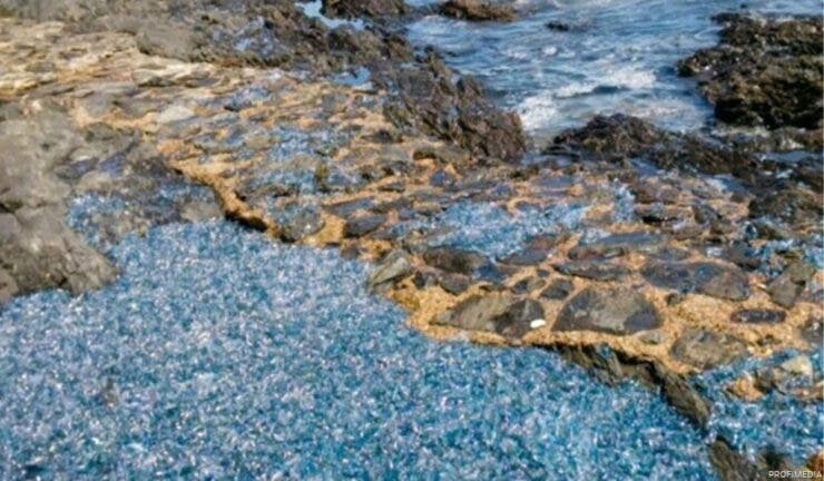O plajă s-a colorat într-un albastru lucios și a atras atenția tuturor. Care e motivul