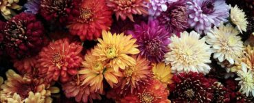 De ce e bine să ai crizanteme în casă în fiecare toamnă. Japonezii le adoră și obișnuiesc chiar să le și mănânce
