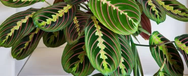 maranta