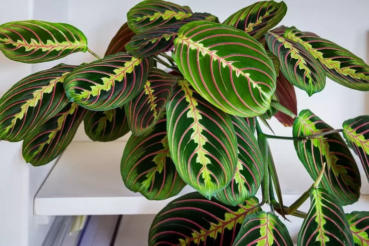 Maranta, planta care se roagă. Aduce bunăstare și este ușor de îngrijit 25 maranta