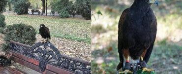 Primăria din România care vrea să alunge ciorile dintr-un parc cu păsări de pradă. Autoritățile spun că fac prea multă mizerie