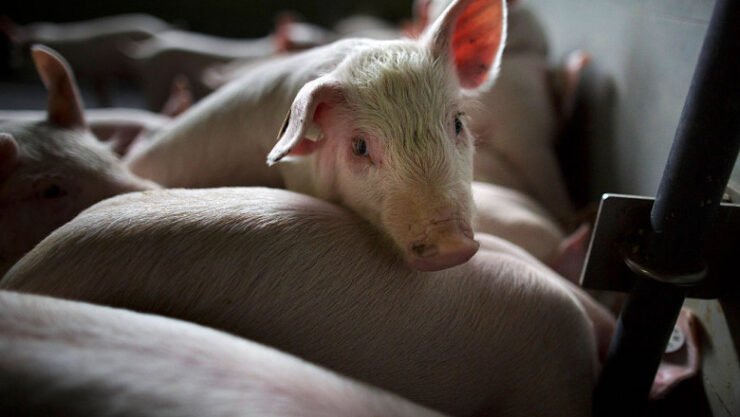 asomare porc