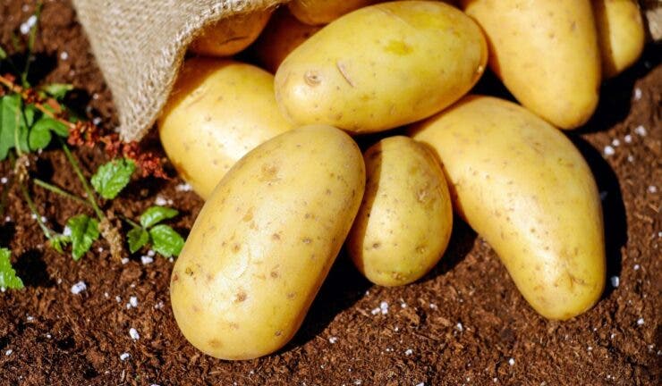 Banalii cartofi pot deveni toxici dacă sunt păstrați necorespunzător