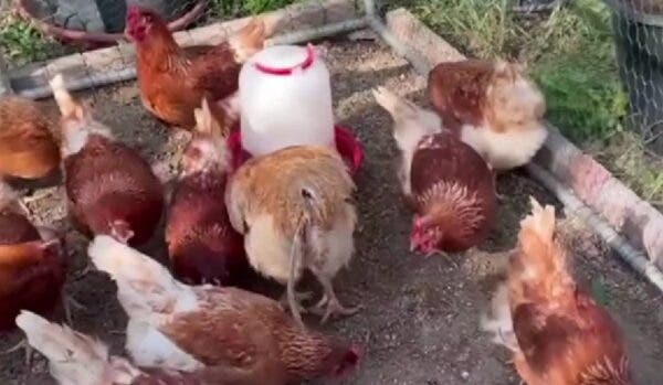 Rareș Bogdan crește găini în București: „Fac 10- 12 ouă, cât sunt eu mergem să le adunăm”