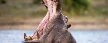 Un hipopotam a înghițit un băiețel de 2 ani, dar l-a regurgitat imediat înapoi, viu, pentru că s-a speriat