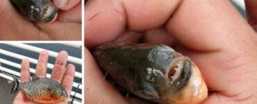 Un pescar a găsit un Piranha în Crișul Repede. Garda de Mediu Bihor a demarat o anchetă