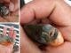 Un pescar a găsit un Piranha în Crișul Repede. Garda de Mediu Bihor a demarat o anchetă