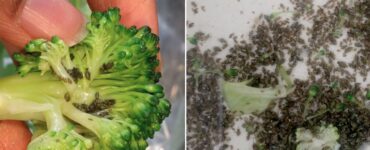 broccoli