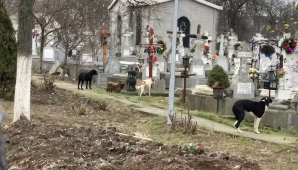 cimitir 