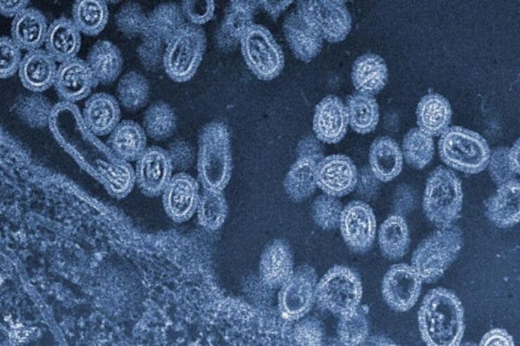Gripă aviară a apărut și în România, în contextul în care Europa e invadată de H5N1: 15 lebede, găsite moarte. Unde a fost depistat cazul