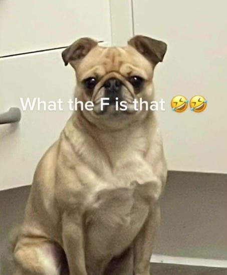 O tânără a crezut că a cumpărat un câine din rasa Pug, dar ulterior a făcut o descoperire care a lăsat-o fără cuvinte. Ce a aflat