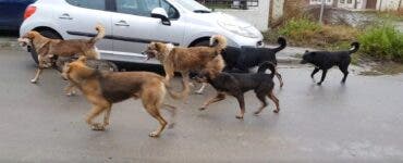 Câinii de pe stradă au atacat din nou! O femeie a ajuns în stare gravă la spital: ”Am auzit nişte ţipete!”