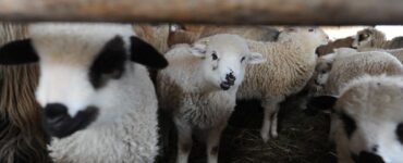 Cum arată mielul cu șase picioare. Oamenii rămân șocați când văd animalul-mutant