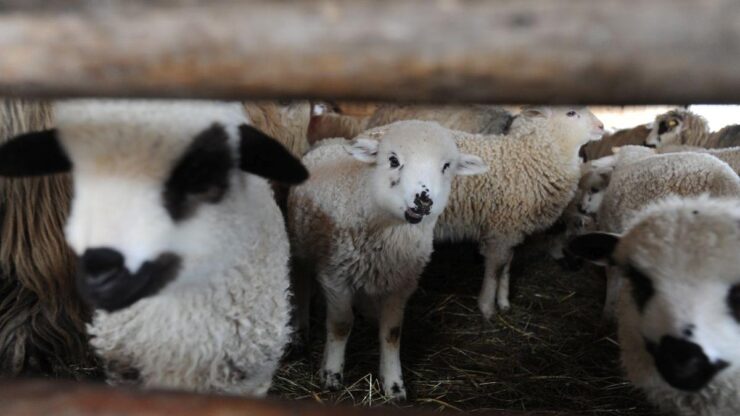 Cum arată mielul cu șase picioare. Oamenii rămân șocați când văd animalul-mutant