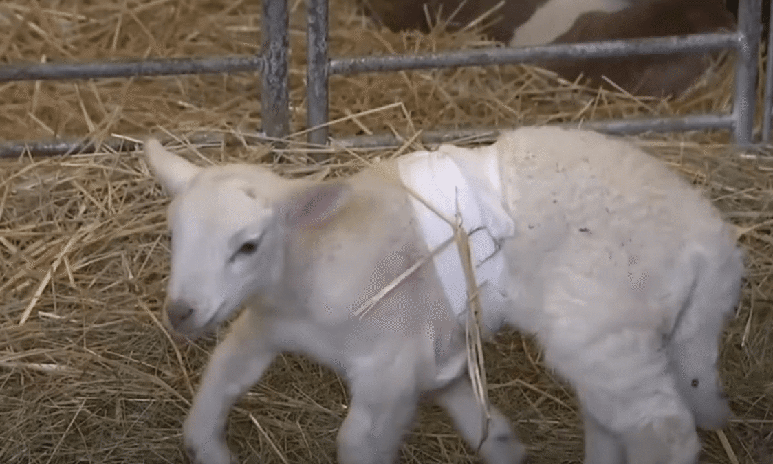 animale mutant
