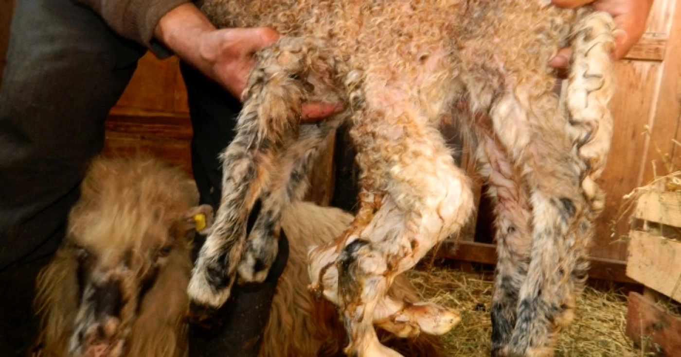 animale mutant