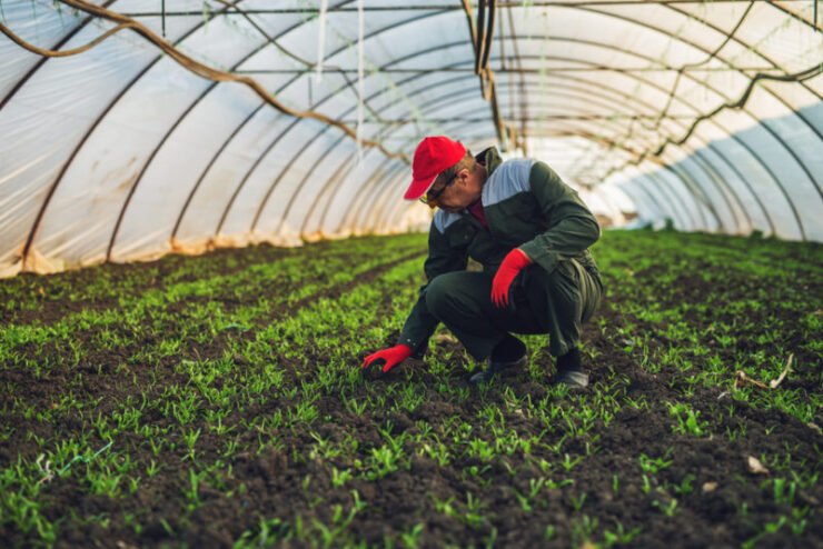 Agricultorii din Galați au dat lovitura! Leguma care costă mai mult decât un kilogram de carne 25 agricultor