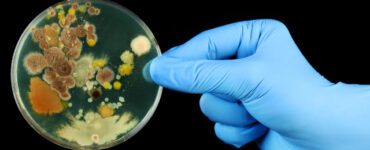bacterii
