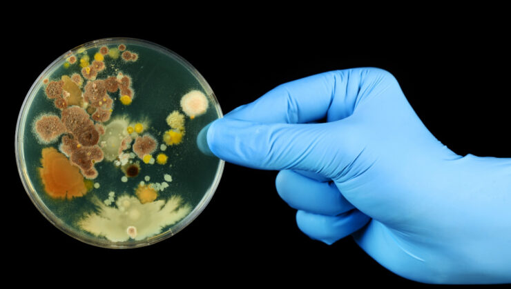 bacterii